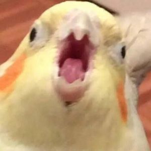 Meet your Posher, Colleen